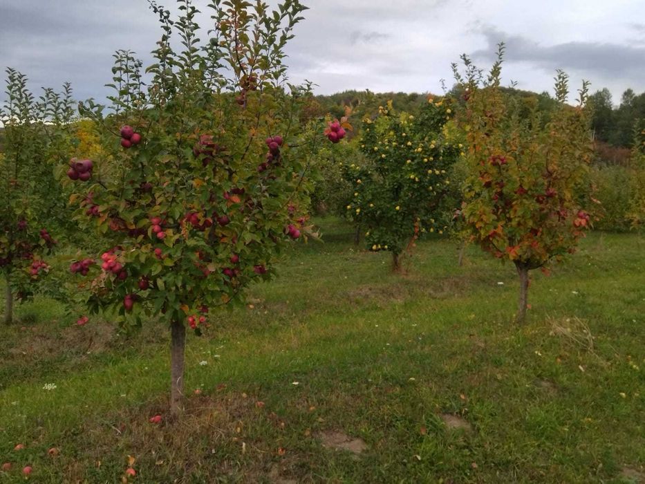 Vânzare teren cu livadă. Înconjurat de pădure