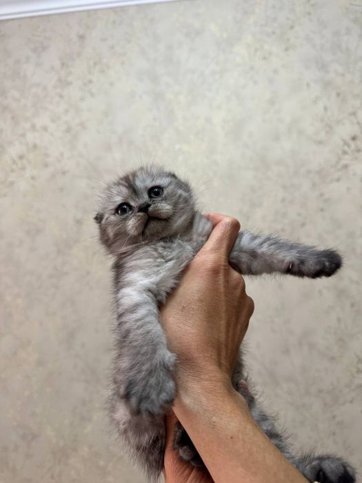 Котята шотланские