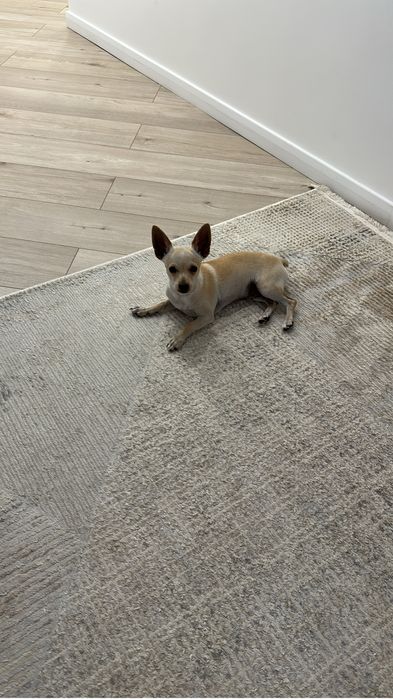 Той терьер на вязку