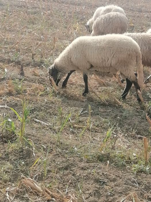 Vand 2 berbecu si 3 oi