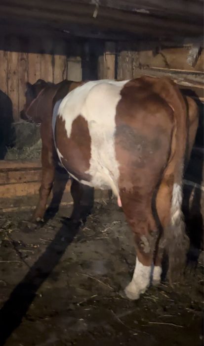 vaca de 6 ani de vanzare