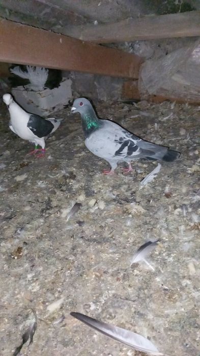 Vand porumbei voiajori