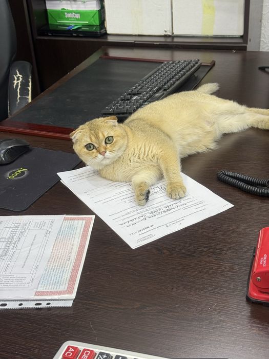 Срочно продается кошка фолд шиншила N12