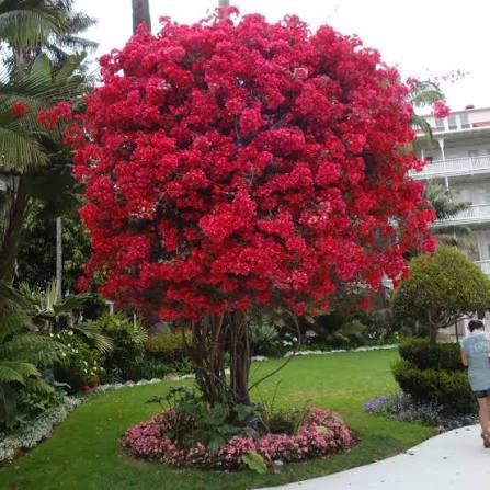 Liliac Indian Pomisor -Pink Roz