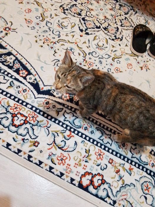 Оте акылды мысык