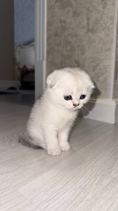 Продаются чистокровные котята британской серебристой шиншиллы.