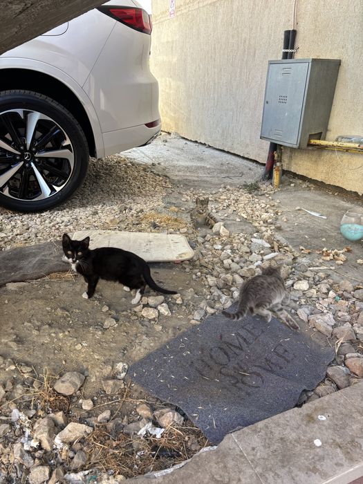 Pui de pisică spre adopție