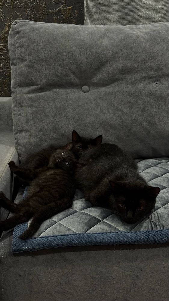 Отдам котят! 2 месяца, девочки!