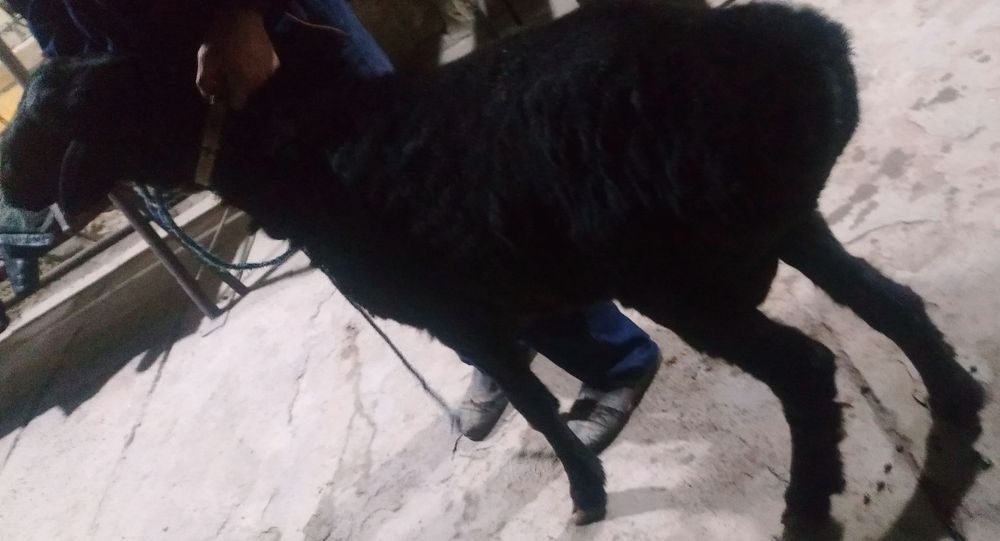 Gigant Semiz Sifat Qora Toza Qazoqi Qochqor sotiladi