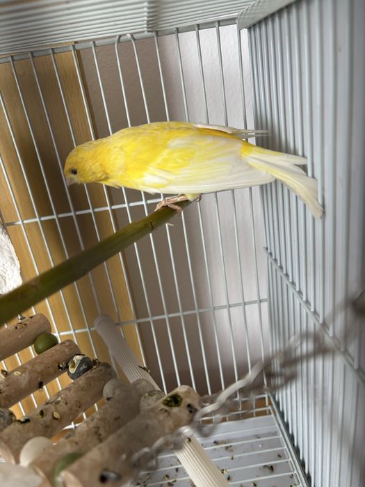 Canari de colorit