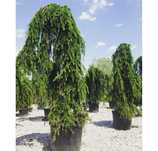Cedru pendular, photinia plante decorative, Chiparos leylandii