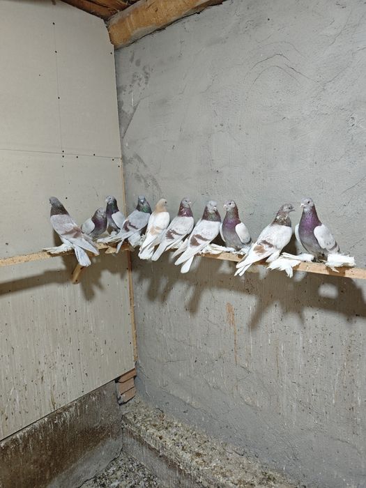 Kaptar kabutar golubi golubey tasman seren kaptarlar