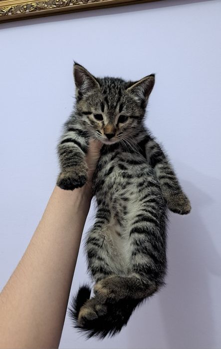 Продаются котята