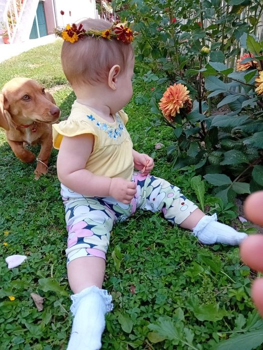 Donez cățelușă talie mică