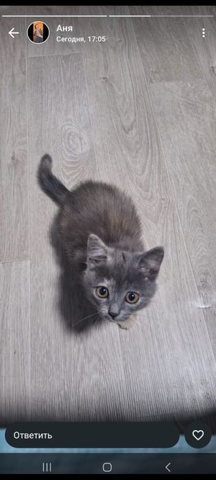 Отдам котёнка девочку в хорошие руки