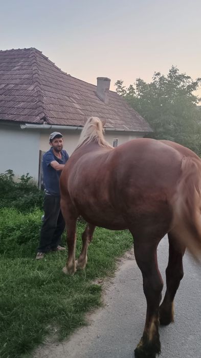 Vand iapa de 6 ani