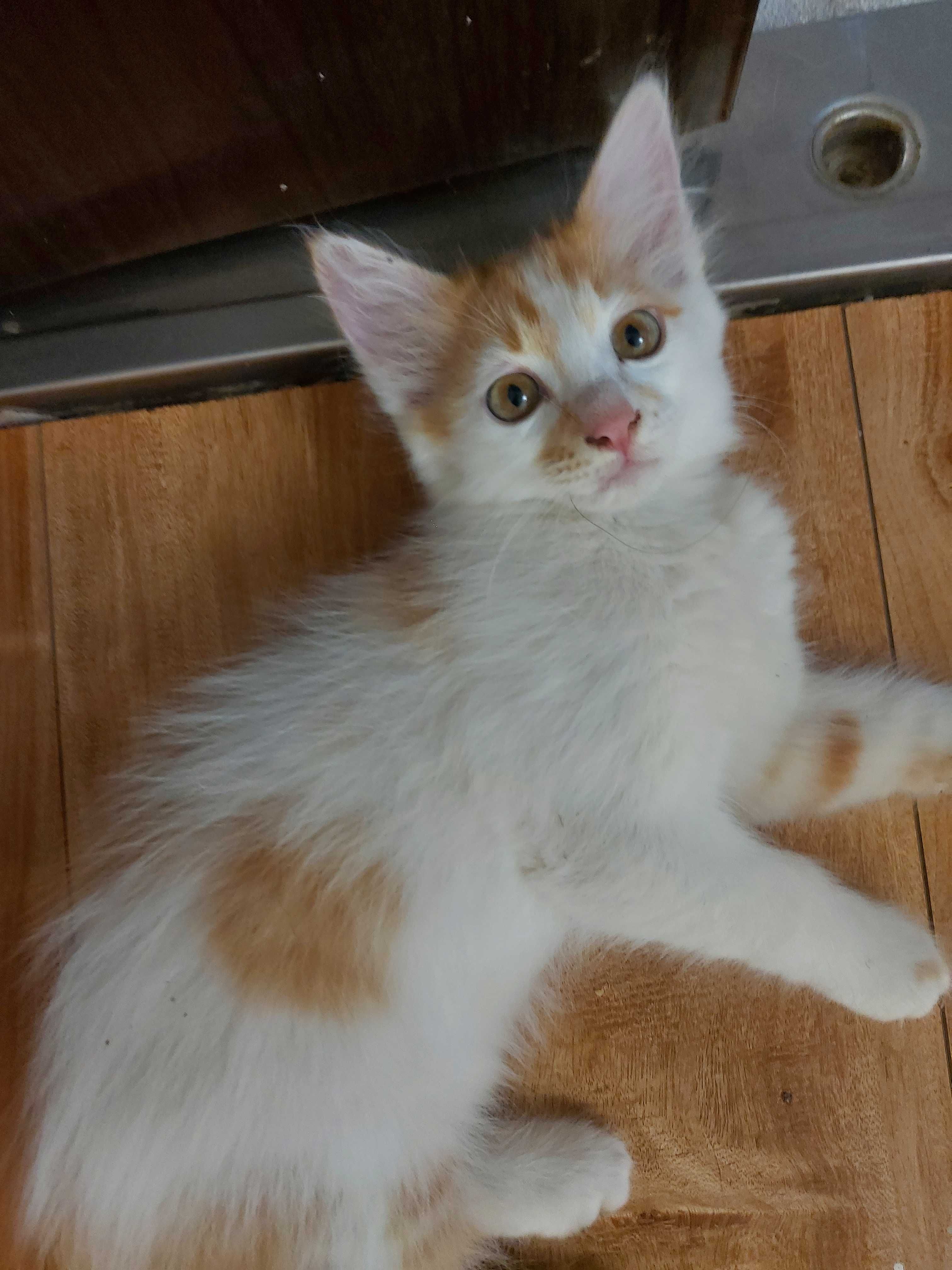 Котята бесплатно