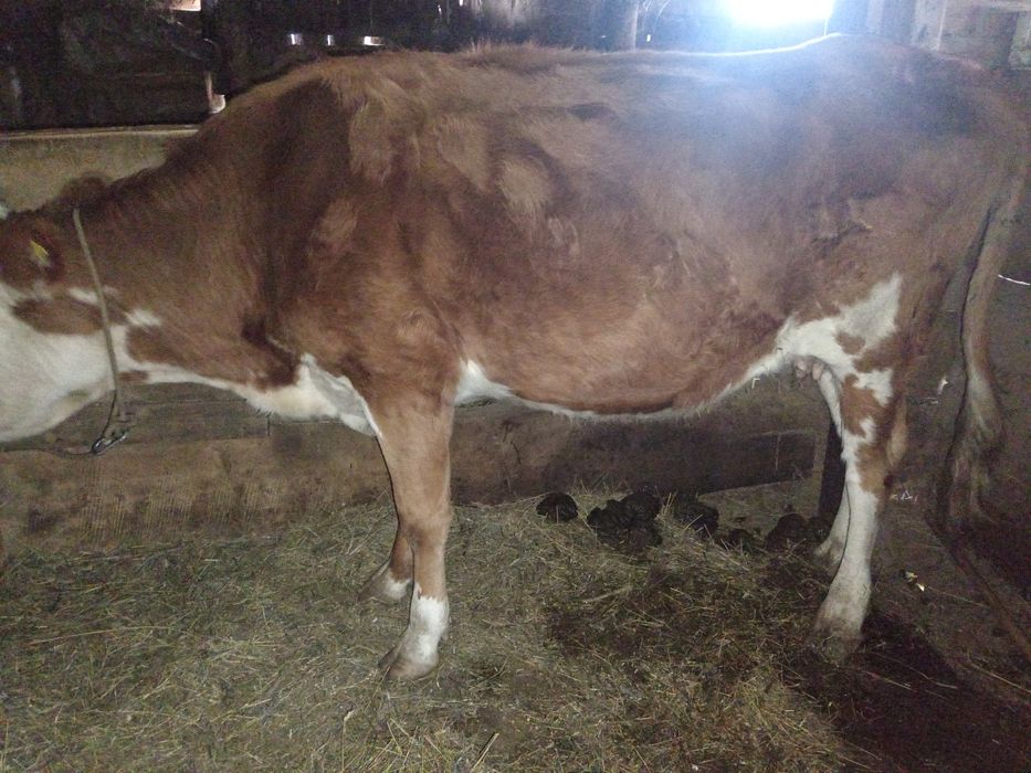 сиырлар сатылады