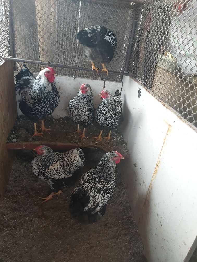 Ouă wyandotte argintiu australorp negru  albastru