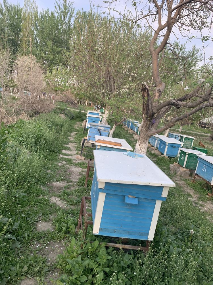 Продаётся пчелиные семьи(улье) 30 ящиков