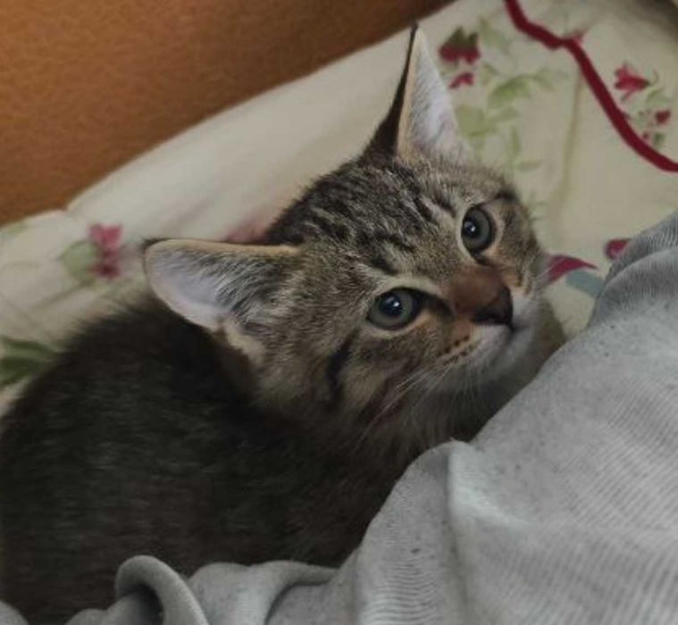 Отдам котёнка в хорошие руки