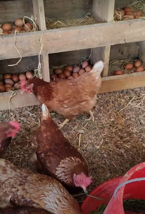 Свободни кокошки носачки за яйца