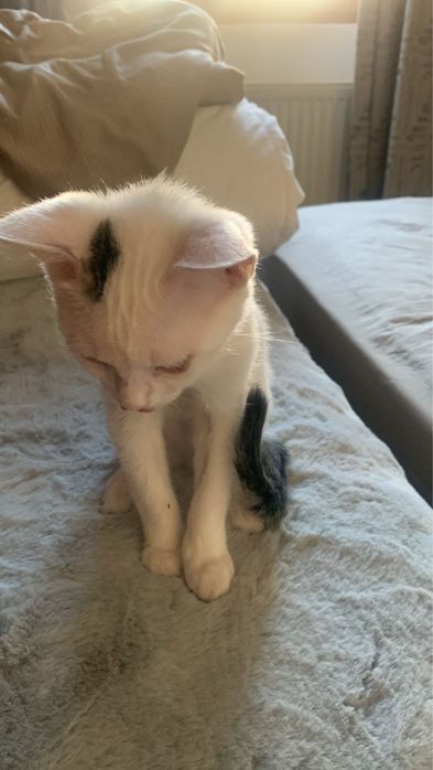Pisici pentru adoptie