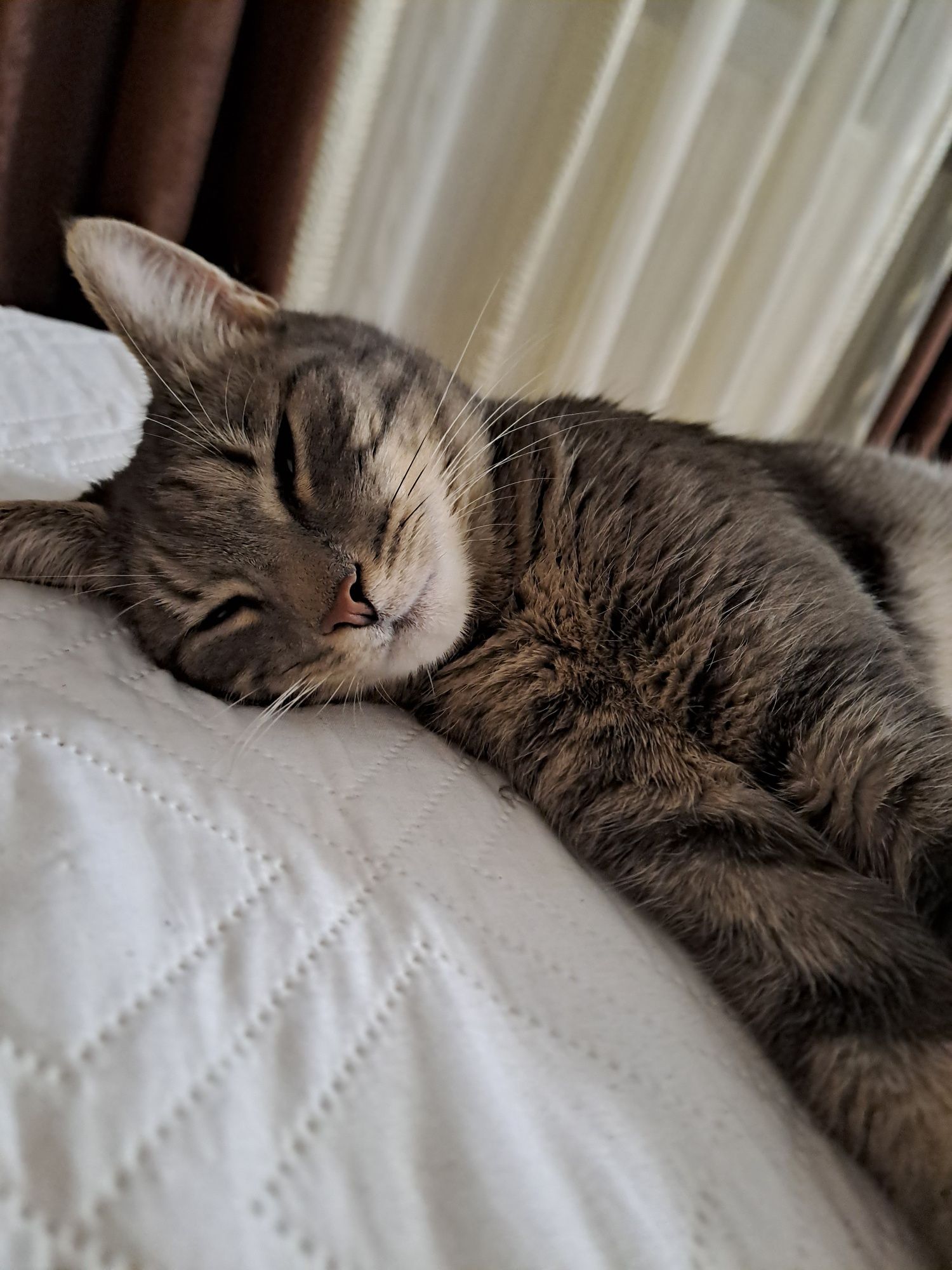 Pet sitter - Ingrijire si gazduire animale de companie