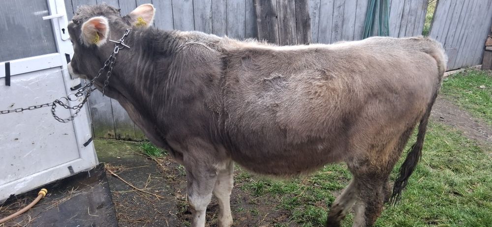 Vand taur si jurincuta