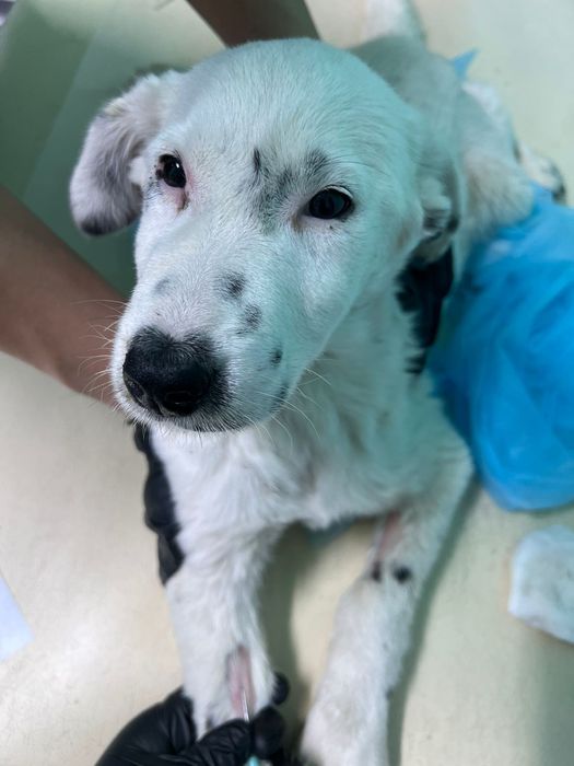 Щенятки ждут любящих хозяев