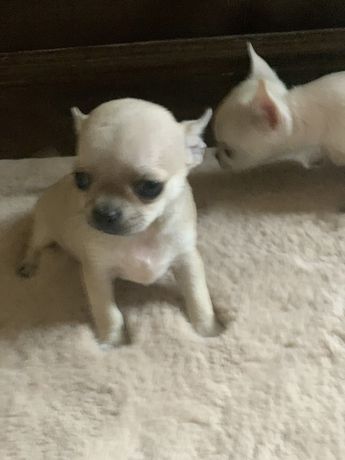 Chihuahua baiat cu pedigree