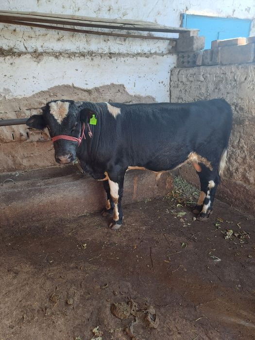 Продоется бык ппппп