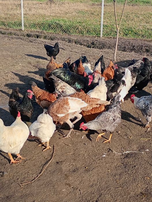 Păsări de vânzare