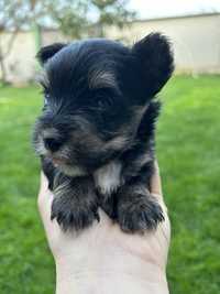 Pui yorkshire terrier