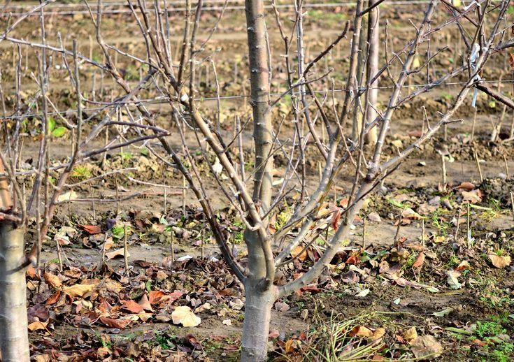 Zmeura kayuga polka- Visini Mure Minikiwi Castani- livram in toata tar