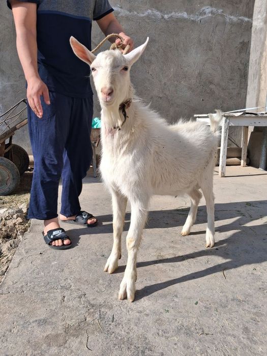 Zanan zotli taka echki