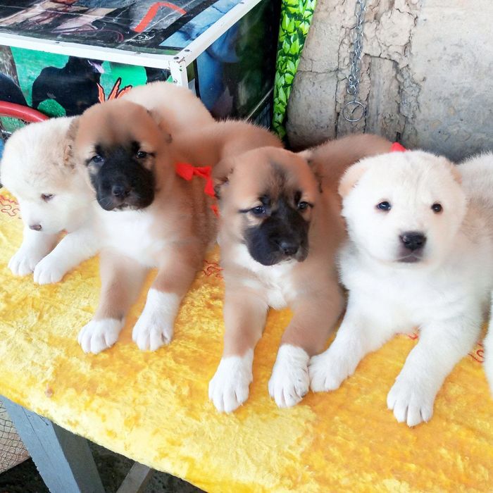 Щенки туркменского алабая