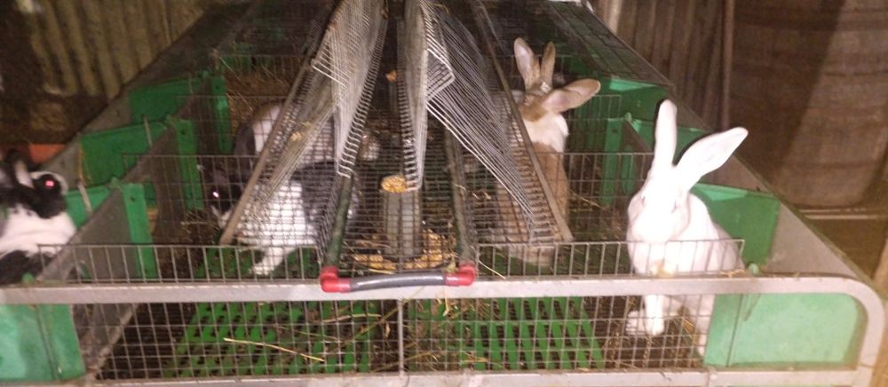 Vând cusca iepuri (modul)