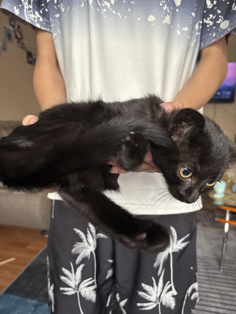 Котёнок девочка бесплатно