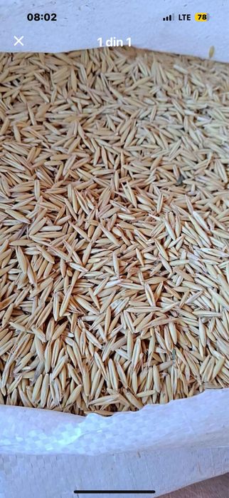 Grîu 1,2 Porumb 1,4 Orzoaică 1,4 Orz1,4 Ovăz1,5 Ofer Transport GRATUIT