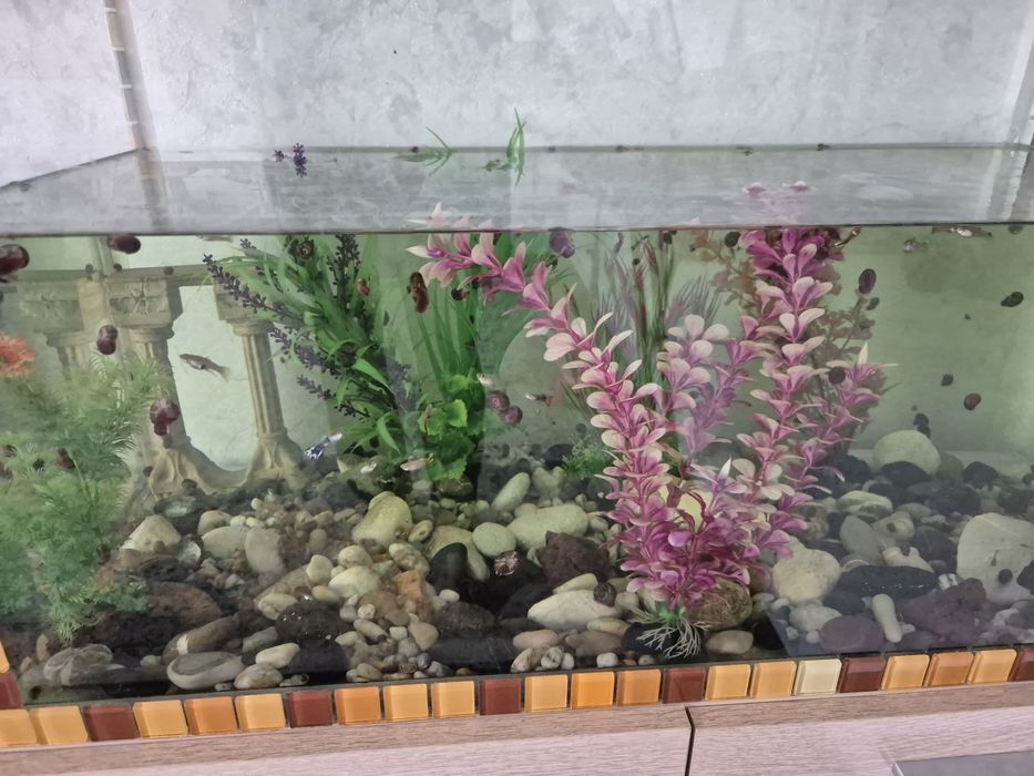 Аквариум с рыбками
