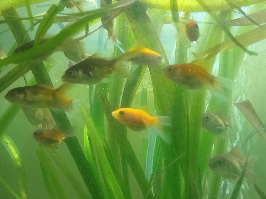 Алтын балықтар сатылады