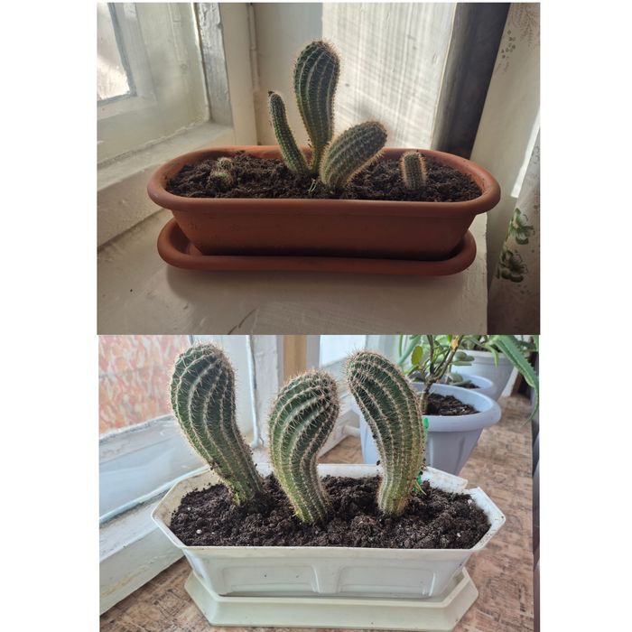 Отдам кактусы 2 горшка
