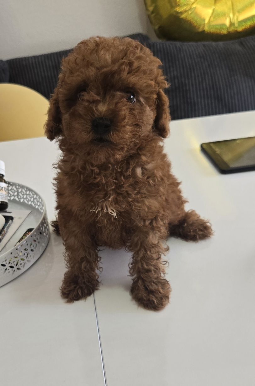 Пудел той Poodle toy с родословие