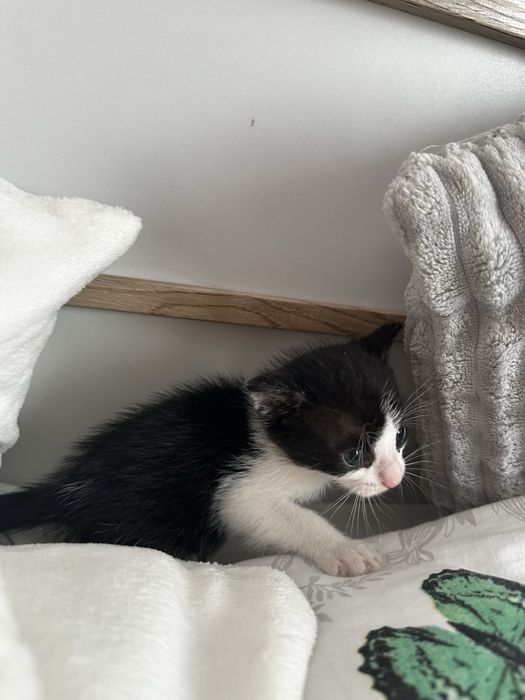Pisoi adoptie pisica pui