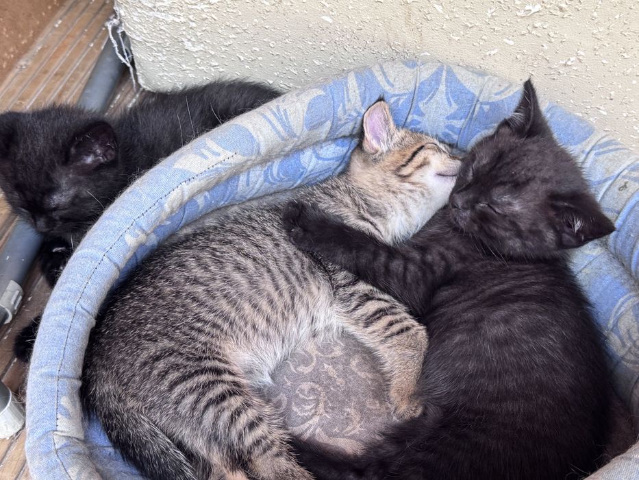 Donez pui de pisica din mama British shorhair