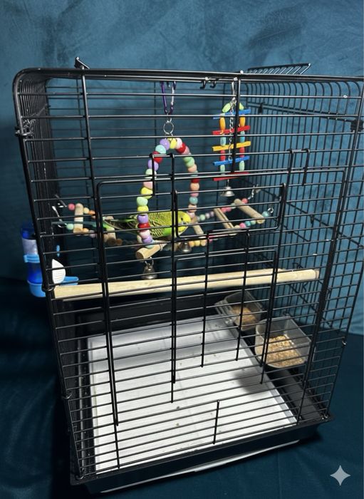 Продам попугай ручной