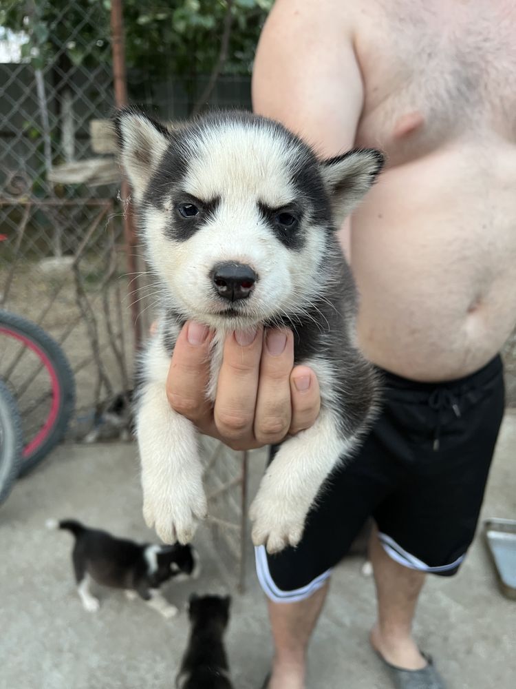 Vând Husky Siberian