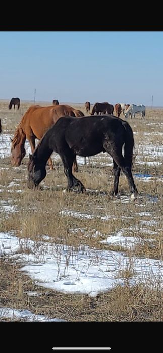 Лошади тай 1,5 года