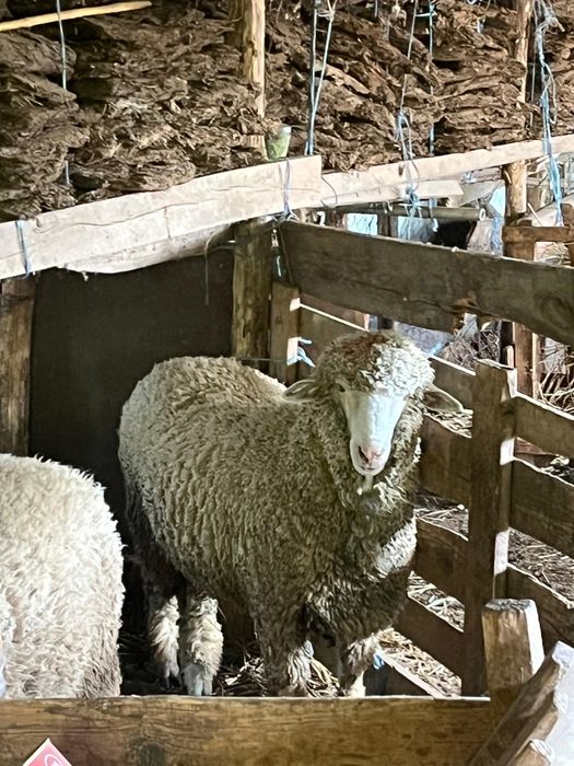 Vând berbec de anul acesta